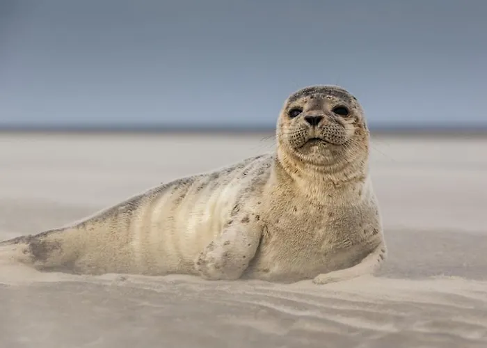 La Rotonde Du Bien Etre 150m Coeur De Berck