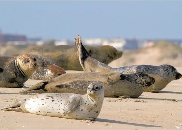 Appartement La Rotonde Du Bien Etre 150m Coeur De *